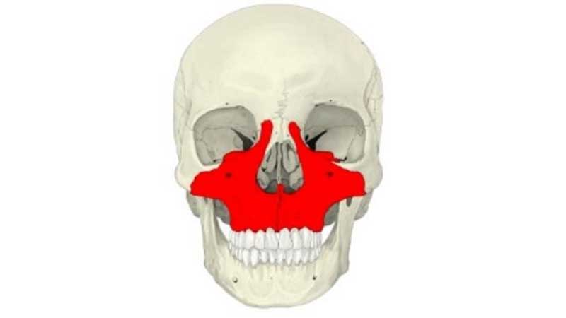 口腔筋機能療法